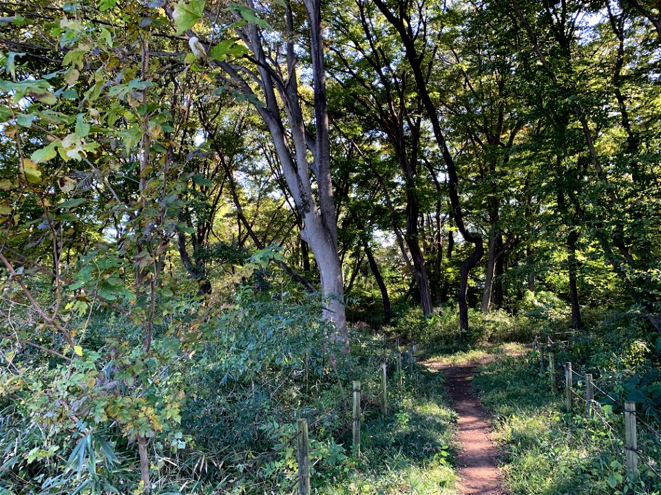Nobidome, Higashikurume-shi in November