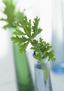 Green leaf on a glass bottle close-up