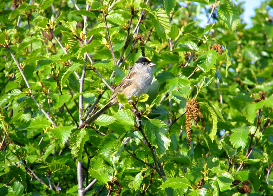 Golden-crowned Sparrow