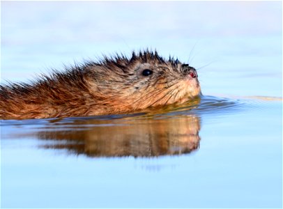 Muskrat at Seedskadee National Wildlife Refuge Wyoming photo