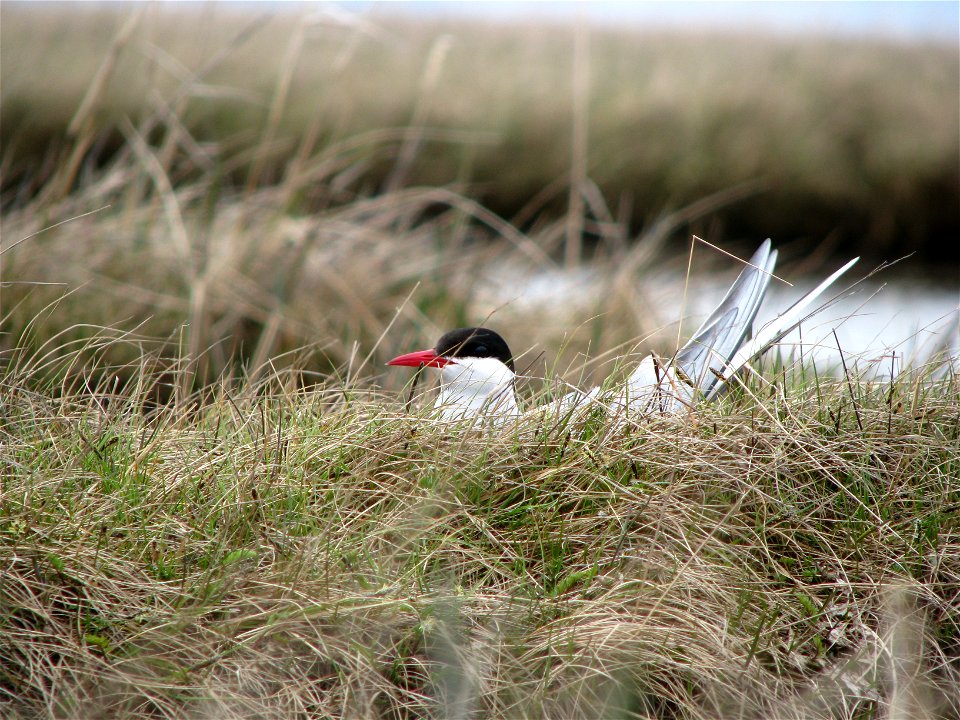 Arctic tern on nest