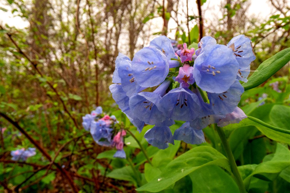 Virginia Bluebells in Front Royal