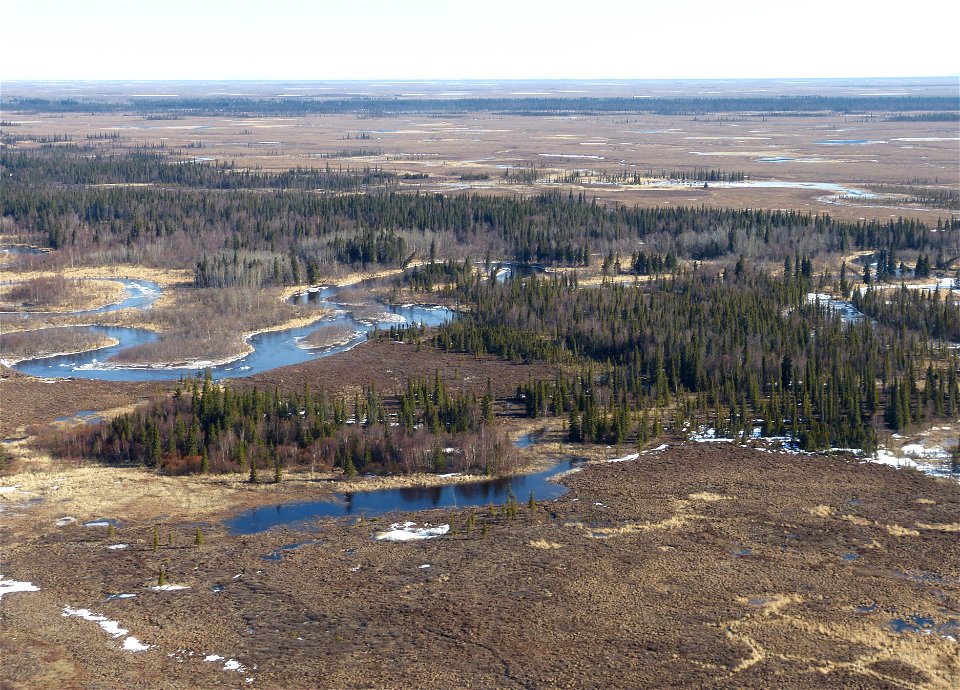 Riparian boreal forest