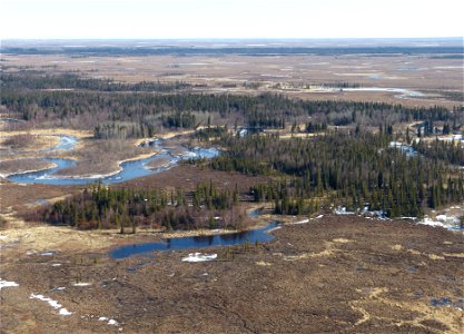 Riparian boreal forest