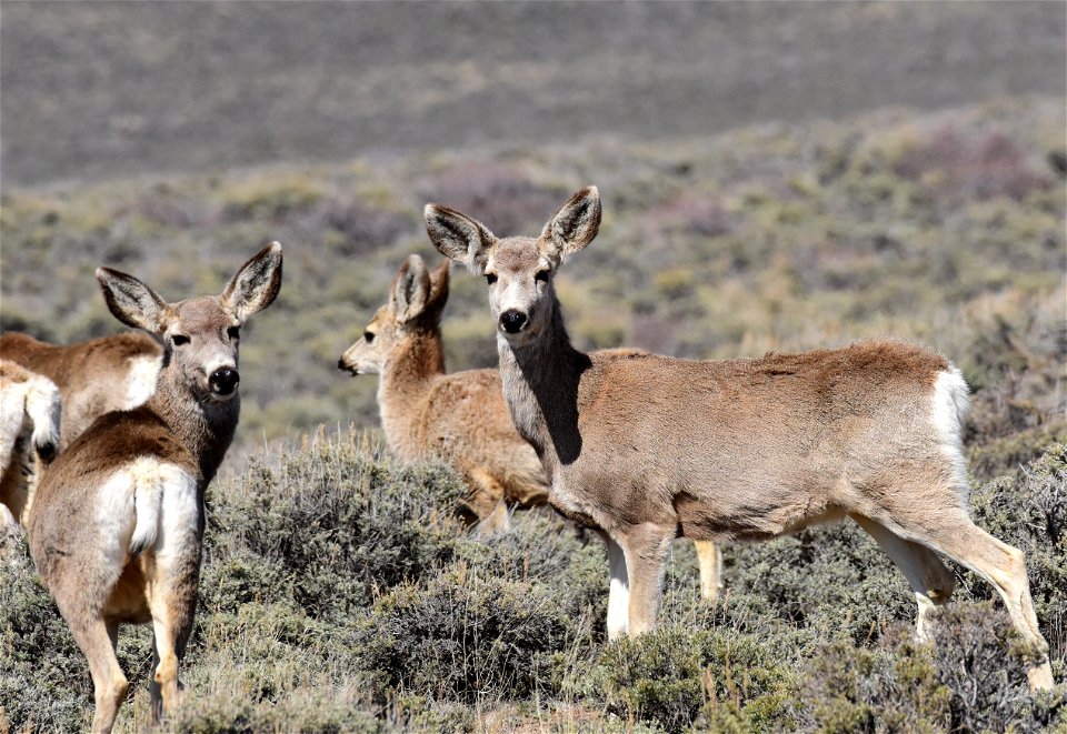 Mule deer near Arapaho National Wildlife Refuge Colorado