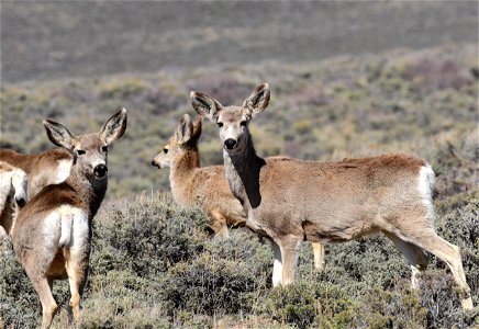 Mule deer near Arapaho National Wildlife Refuge Colorado photo