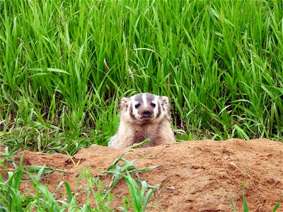 American badger photo