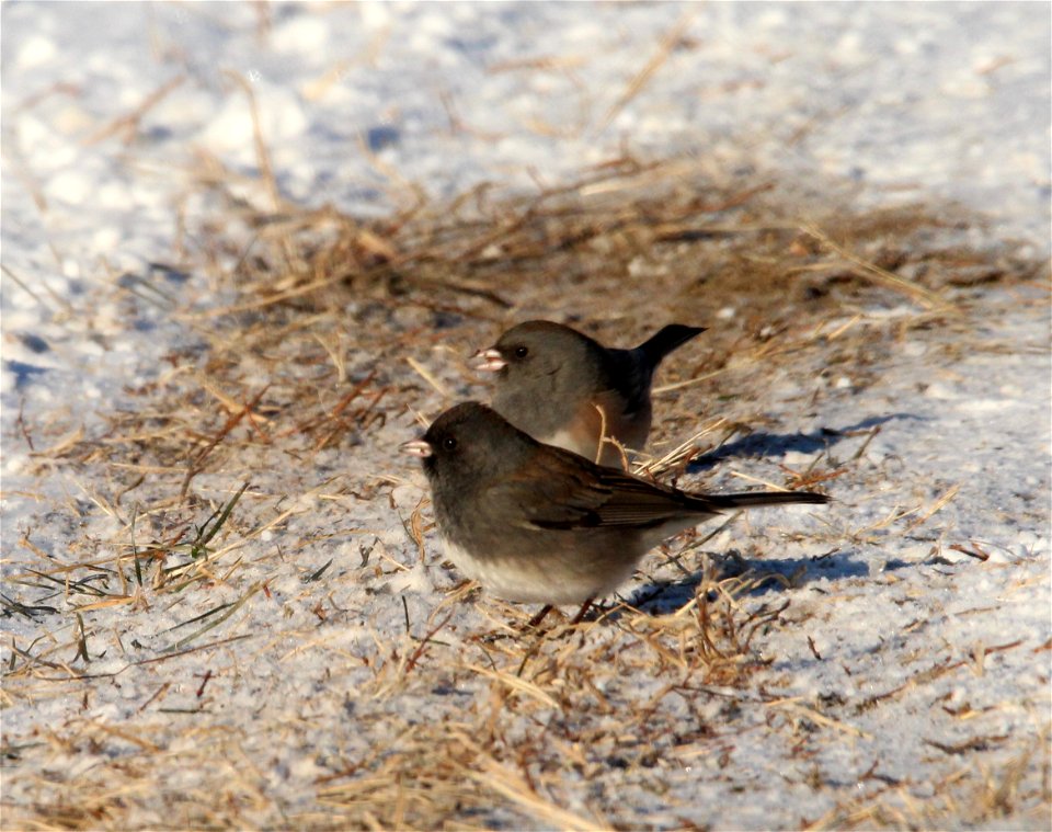 Dark-eyed Junco Huron Wetland Management District, South Dakota