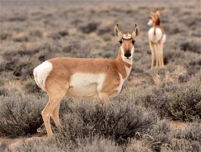 Pronghorn at Seedskadee National Wildlife Refuge