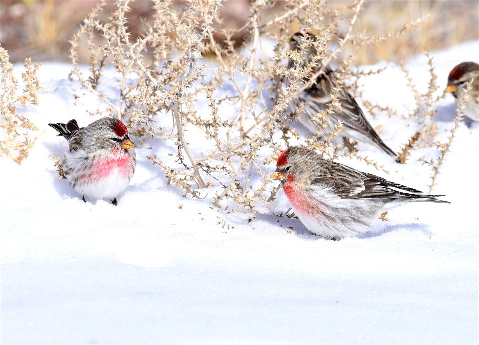 Common redpoll at Seedskadee National Wildlife Refuge
