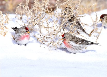 Common redpoll at Seedskadee National Wildlife Refuge