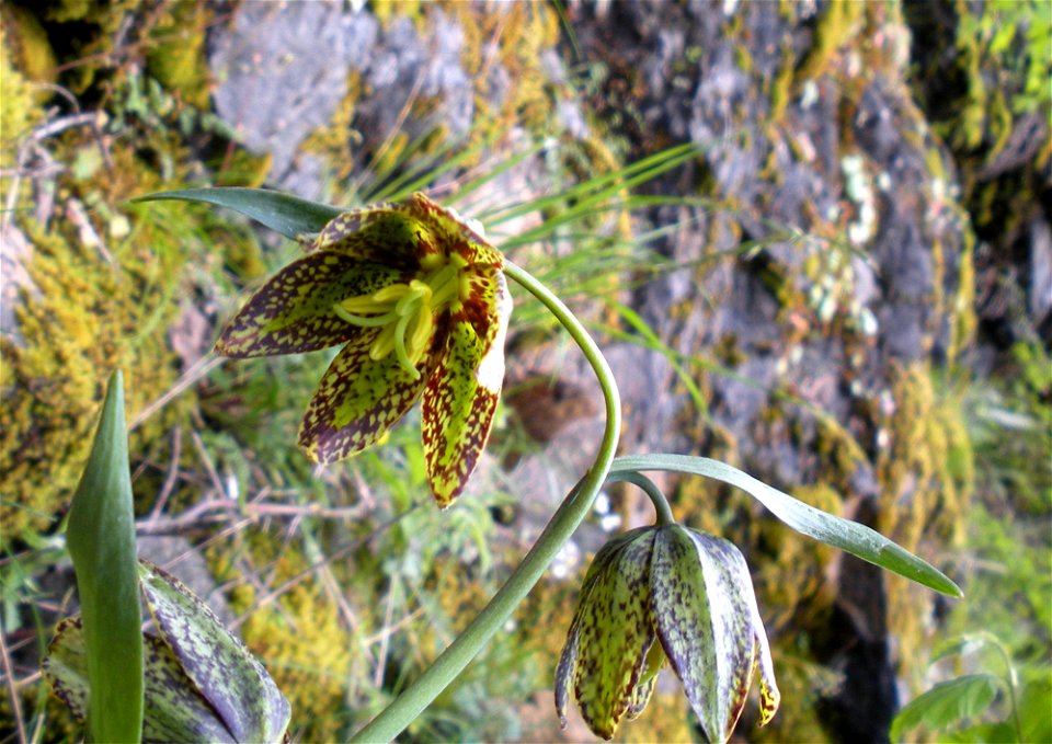 fritillariajpg_49385548381_o photo