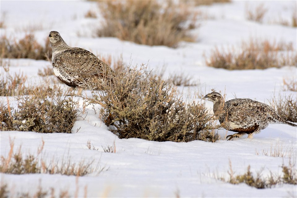 Greater sage-grouse on Seedskadee National Wildlife Refuge