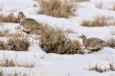 Greater sage-grouse on Seedskadee National Wildlife Refuge