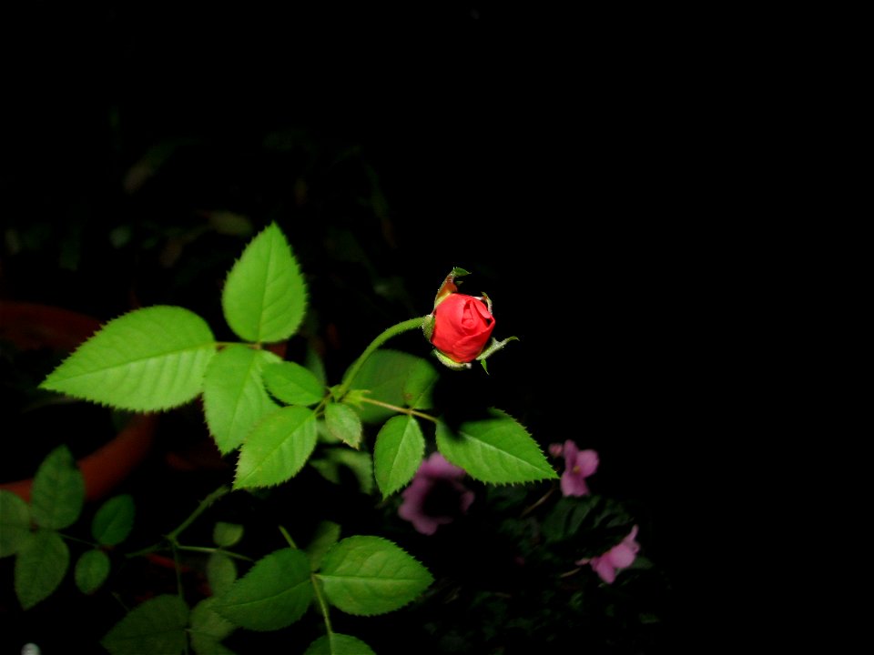 trandaf_mic2012_0410_065858