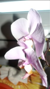 orchids-兰花_2023_0219_182216 photo
