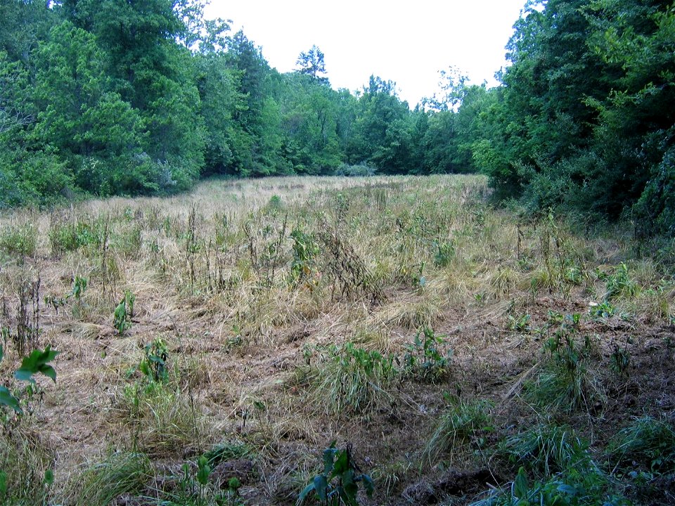 Sylco Before Treatment_Bo Reynolds_Summer 2007