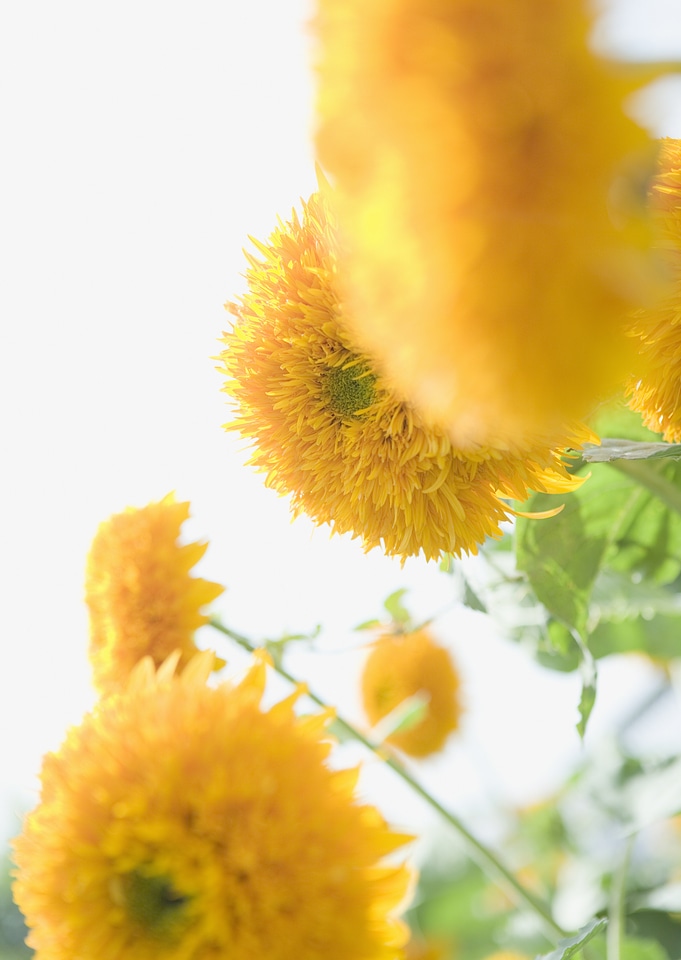 A number of yellow Dahlias