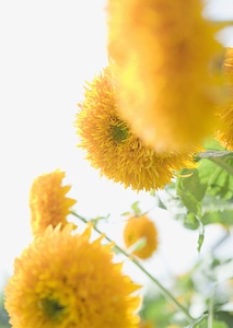 A number of yellow Dahlias