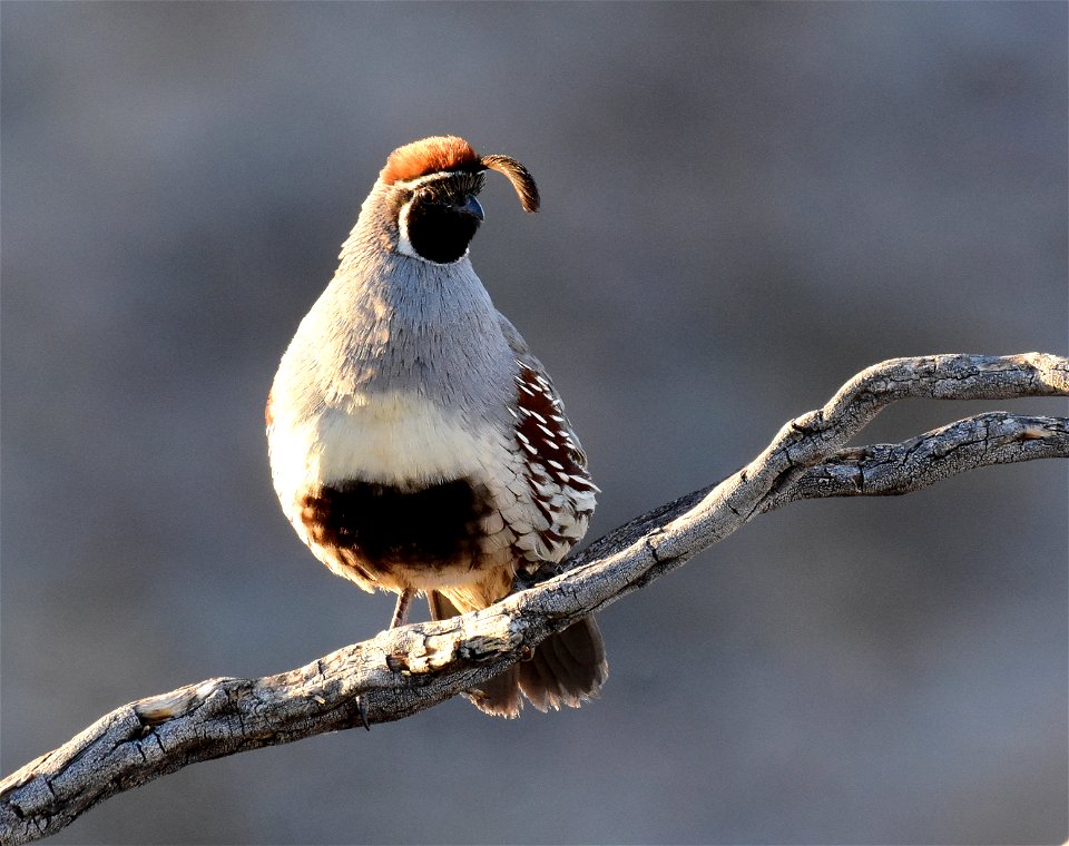 Gambel's quail in Arizona