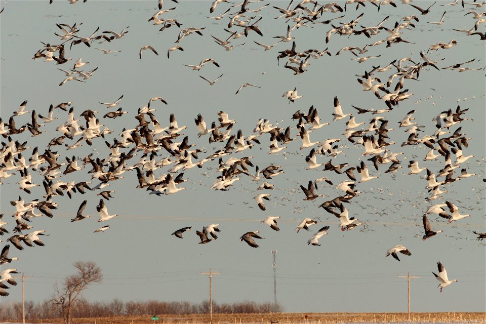 Spring Goose Migration Huron Wetland Management District South Dakota