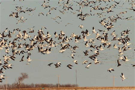 Spring Goose Migration Huron Wetland Management District South Dakota