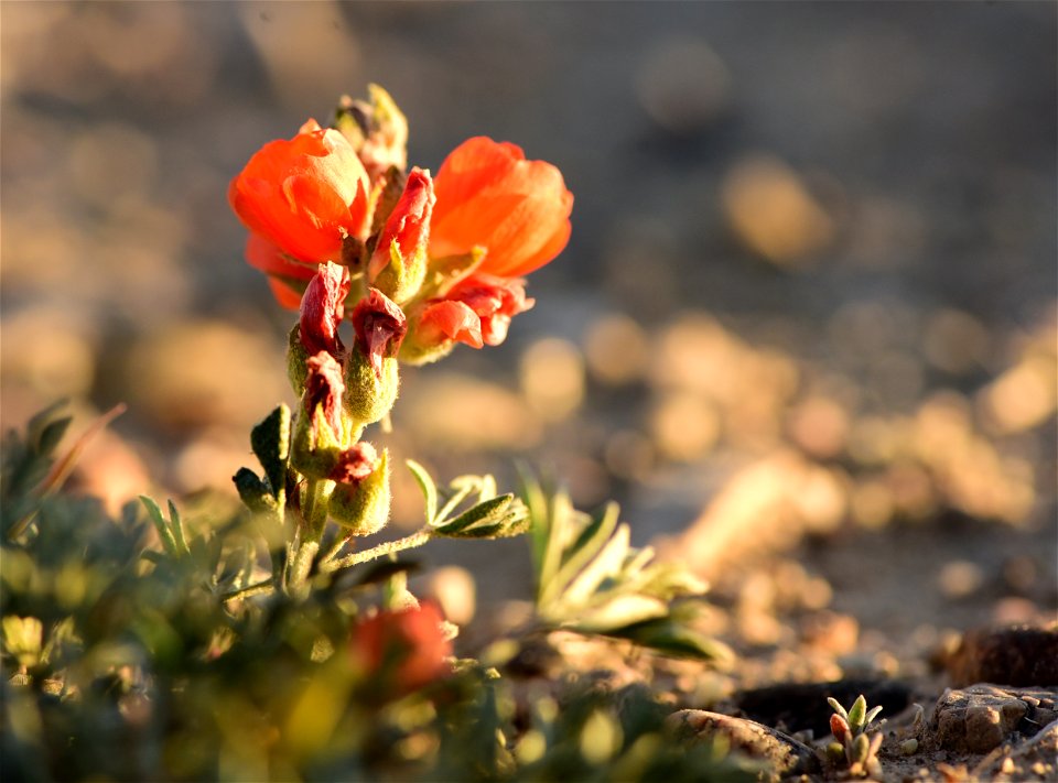 Scarlet globemallow at Seedskadee National Wildlife Refuge