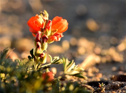 Scarlet globemallow at Seedskadee National Wildlife Refuge