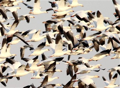 Light Goose Migration Huron Wetland Management District South Dakota photo