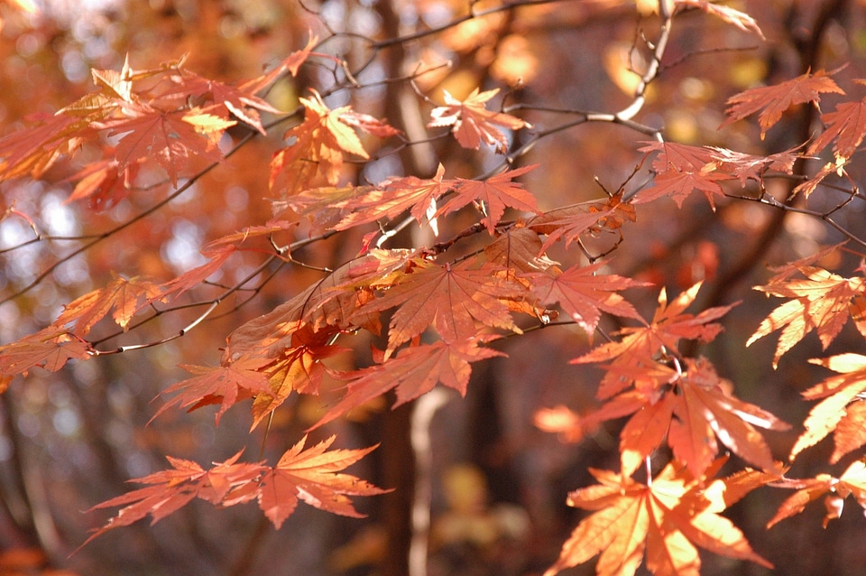 Red and Orange Autumn Leaves Background