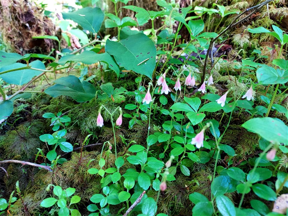 Twinflower, Mt. Baker-Snoqualmie National Forest. Photo by Anne Vassar June 17, 2021.