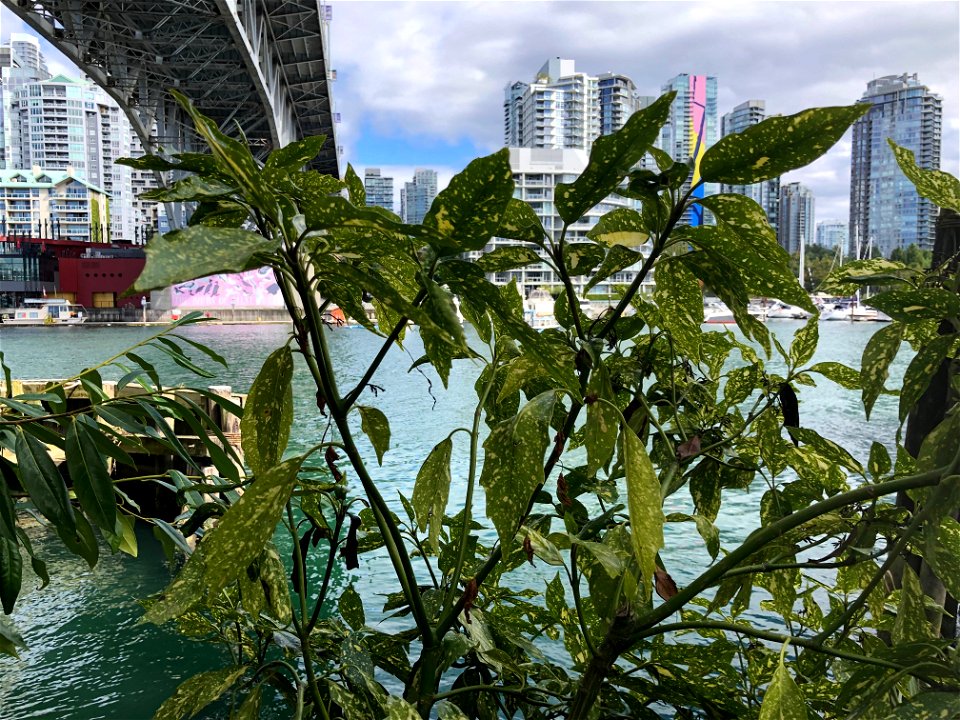 The City Tries to Hide Behind a Shrub
