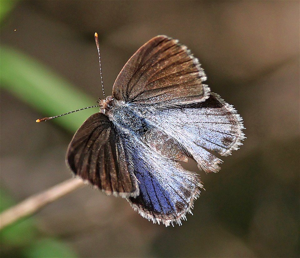 SCRUB-HAIRSTREAK, LANTANA (Strymon bazochii) (01-16-2023) national butterfly center, hidalgo co, tx -01