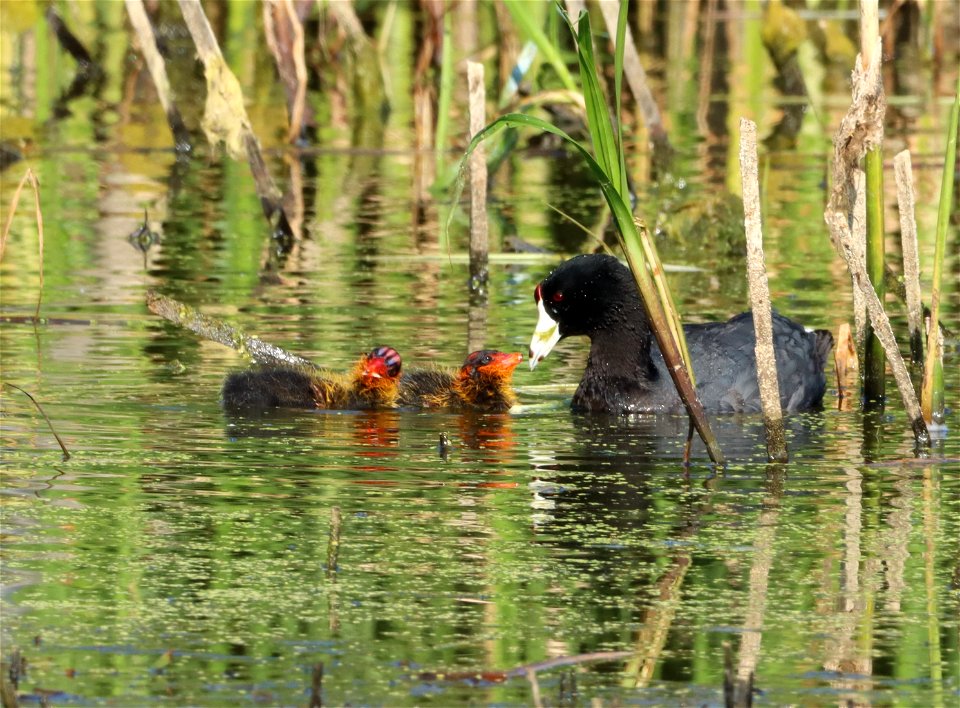 American Coot with young on the Huron Wetland Management District
