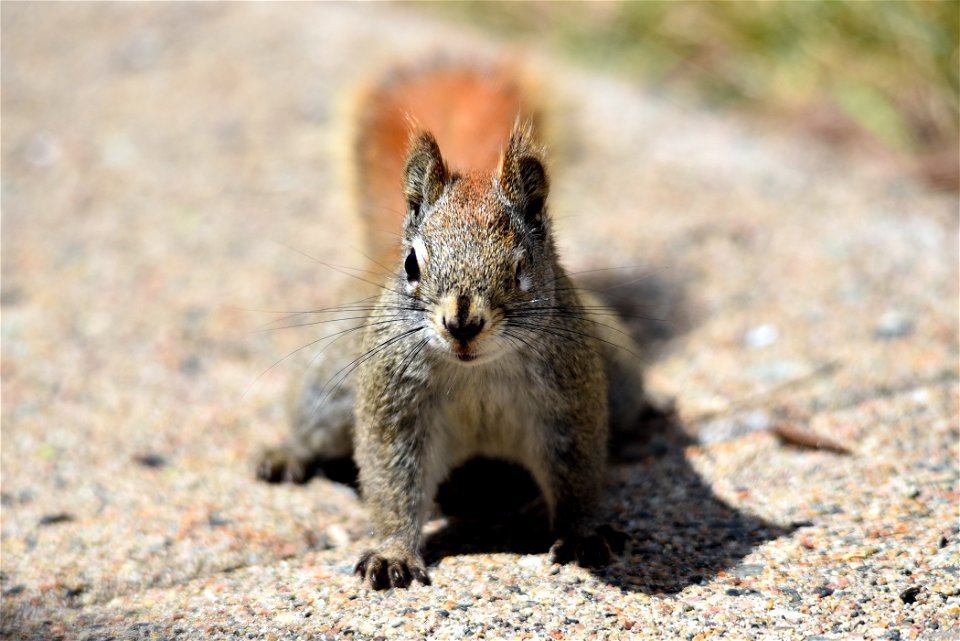 One-eyed red squirrel