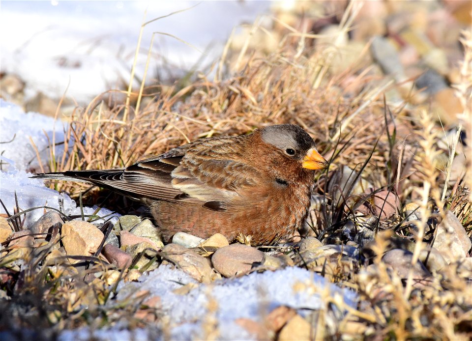 Gray-crowned rosy-finch at Seedskadee National Wildlife Refuge