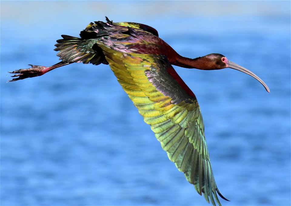 White-faced ibis at Seedskadee National Wildlife Refuge
