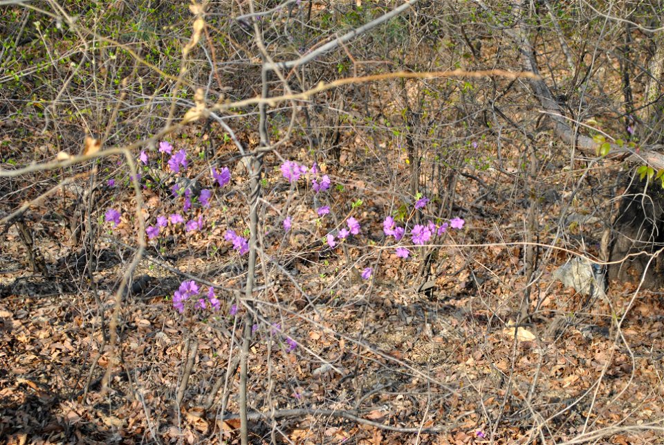 Younginsan Park Spring 2023