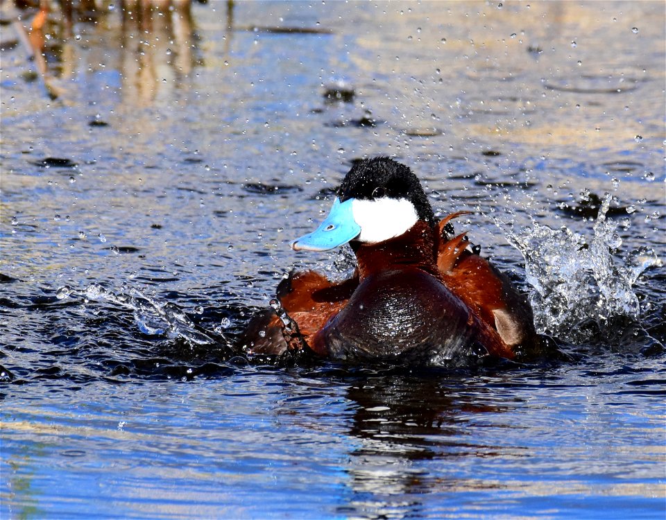 Ruddy duck at Seedskadee National Wildlife Refuge