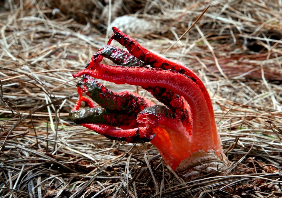 Devils fingers. Octopus Fungus. photo