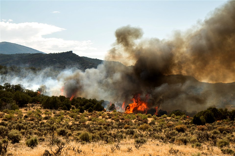 2021 USFWS Fire Employee Photo Contest Category: Fire in Sensitive Habitat