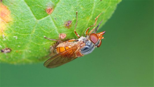 Rhingia campestris (Feld-Schnabelschwebfliege)
