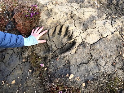 Polar bear tracks