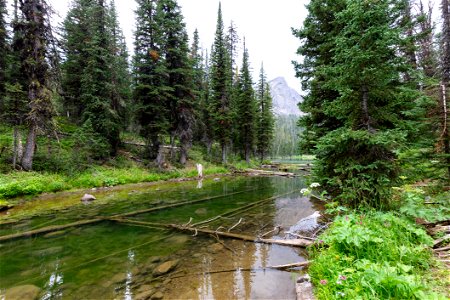 Custer-Gallatin National Forest, Knox Lake Trail: Knox Lake outlet photo
