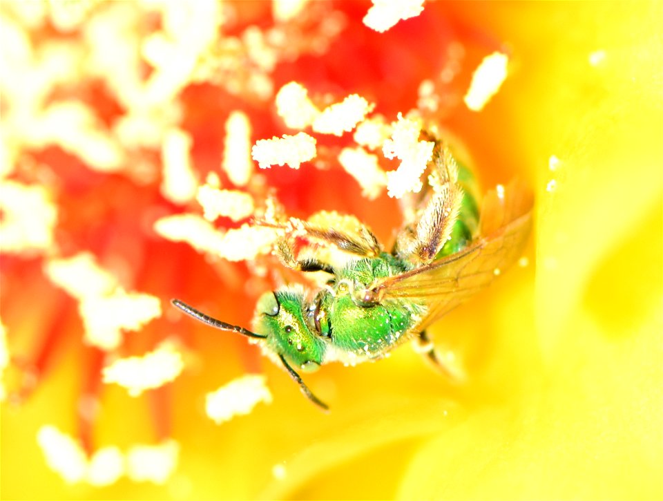 Metallic green sweatbee on prickly pear cactus at Pathfinder National Wildlife Refuge Wyoming