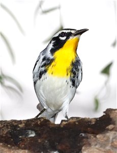 836 - YELLOW-THROATED WARBLER (11-27-2022) americana rv park, palmview, hidalgo co, tx (4)