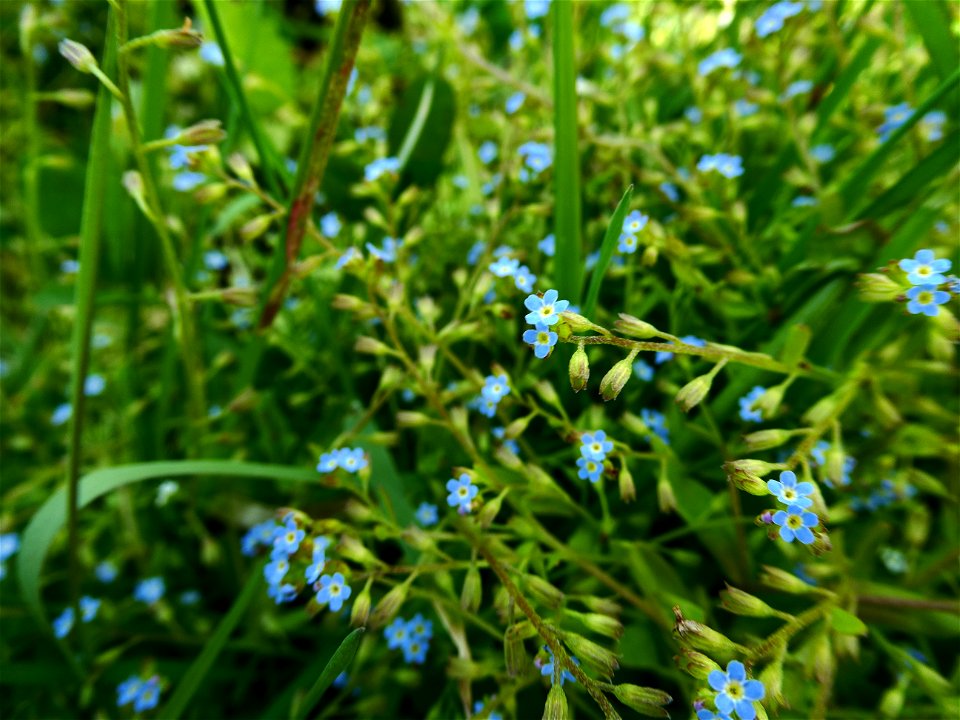 Myosotis sicula Guss., 1843