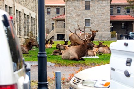 Bull elk and harem near administration parking lot photo