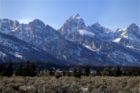 Moose and Calf in Front of Teton Range
