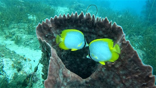 Butterfly Fish Taganga Colombia photo
